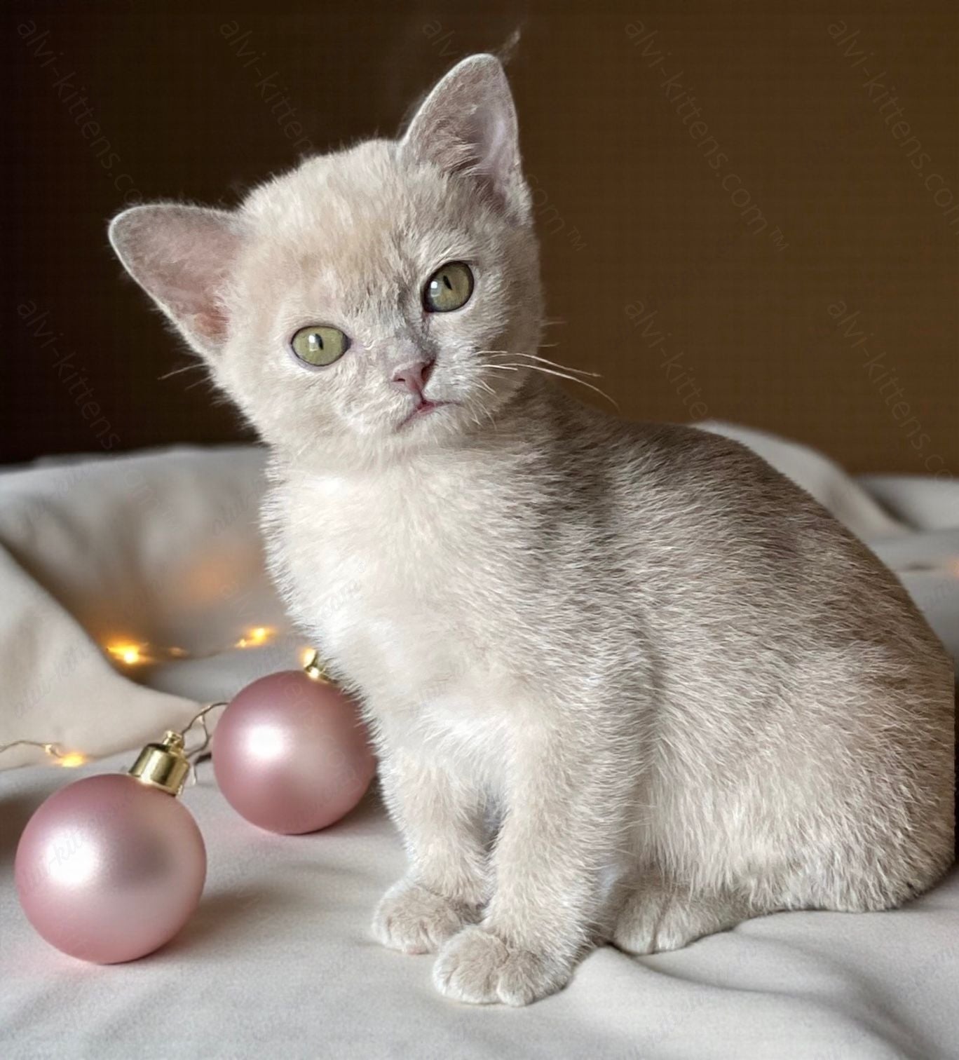 Burmese Kitten Name "Nensi"