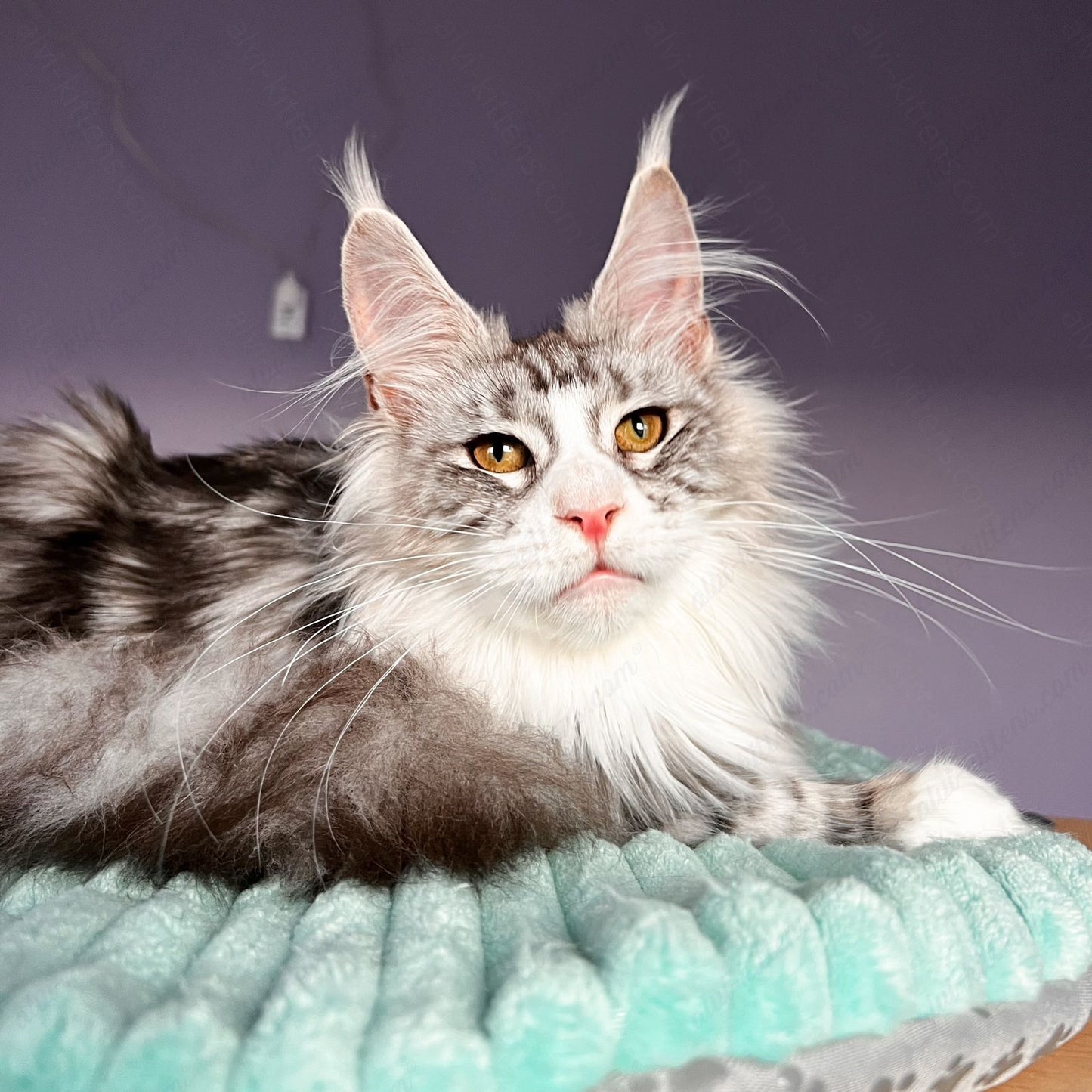 Maine Coon Kitten Name "Tor"