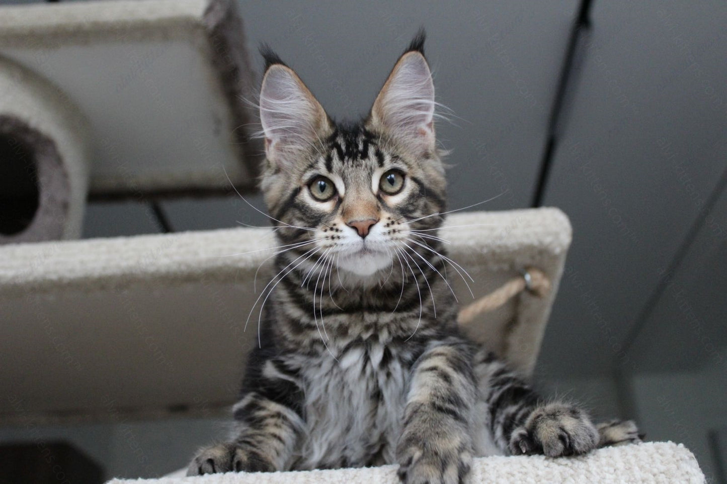 Maine Coon Kitten Name "Prince"