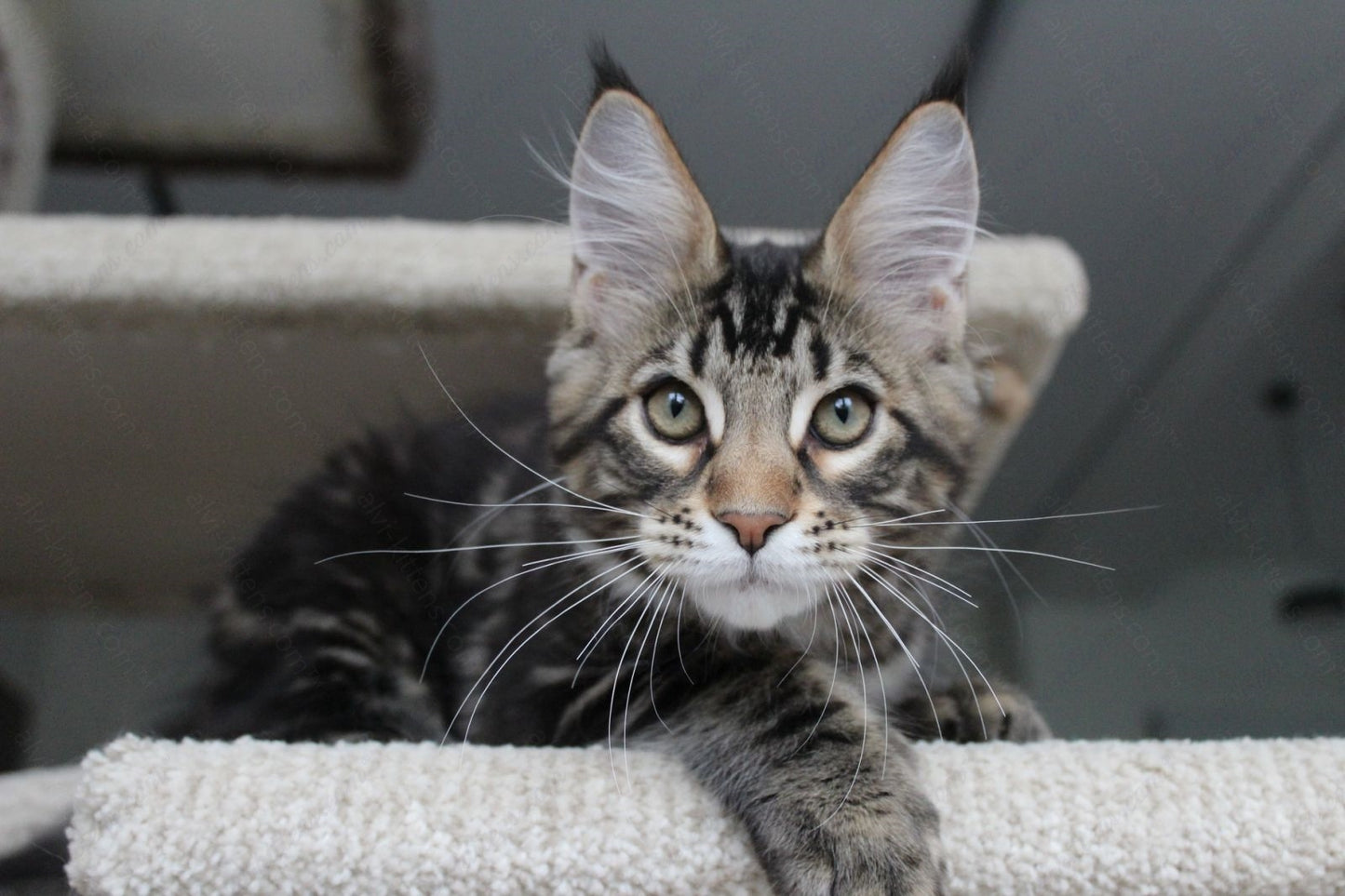 Maine Coon Kitten Name "Prince"