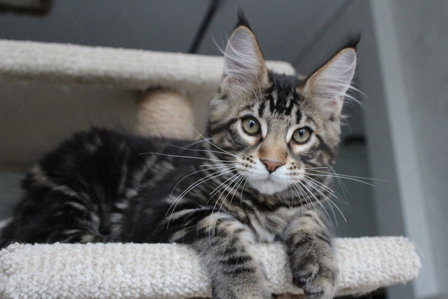 Maine Coon Kitten Name "Prince"