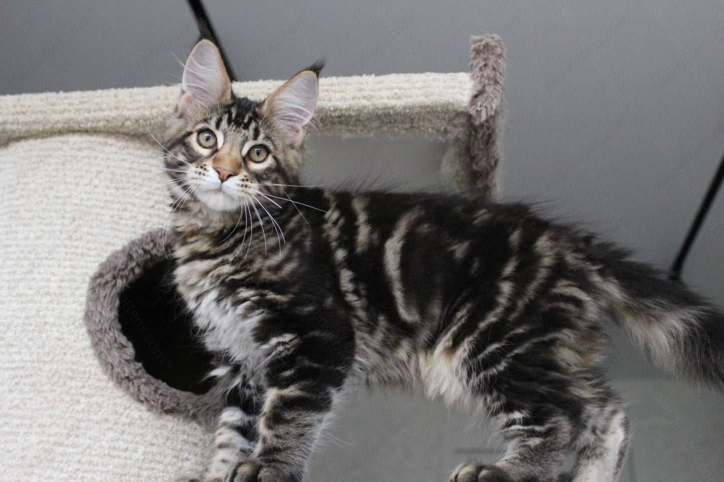 Maine Coon Kitten Name "Prince"