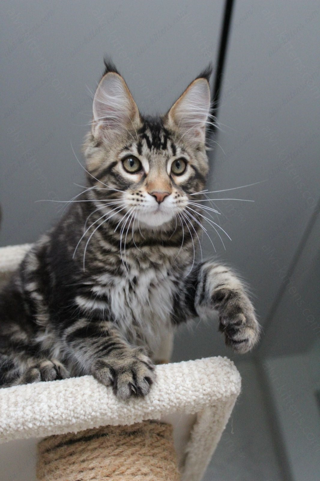 Maine Coon Kitten Name "Prince"