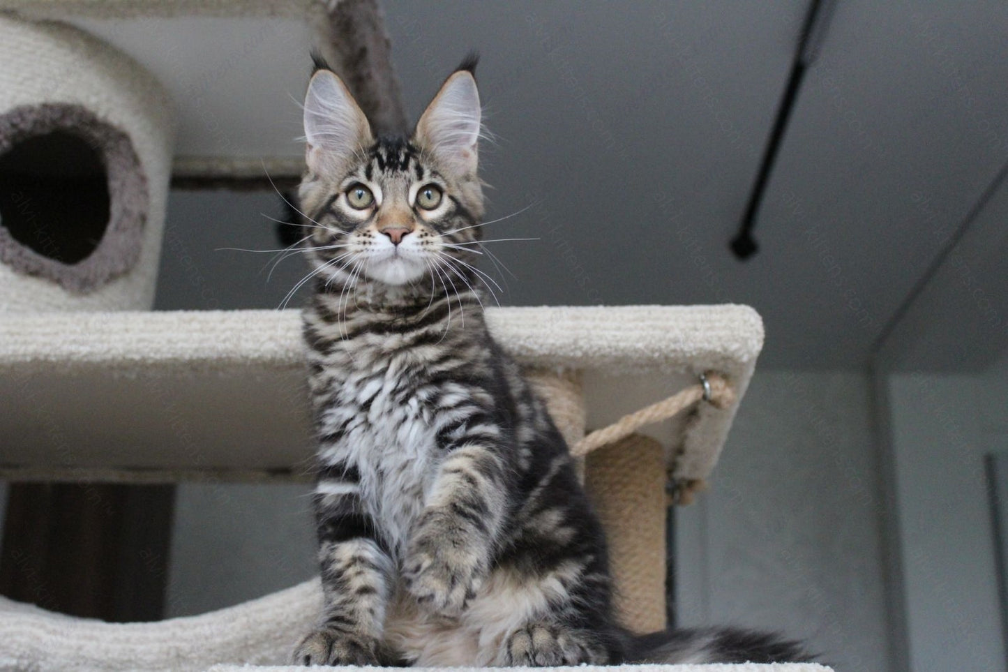 Maine Coon Kitten Name "Prince"