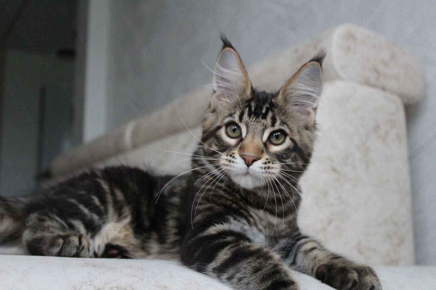 Maine Coon Kitten Name "Prince"