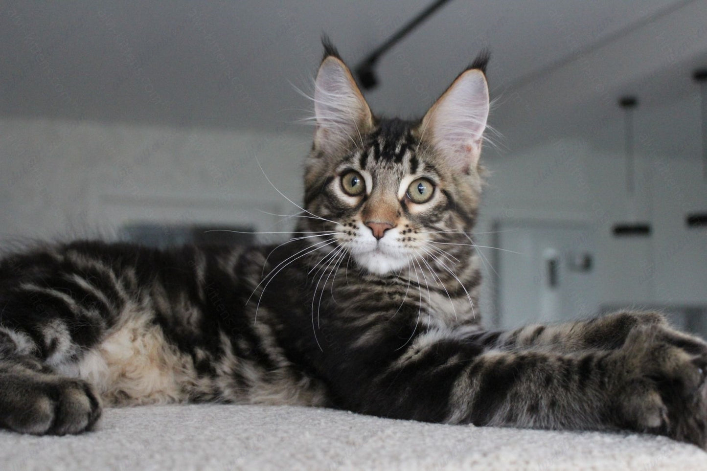 Maine Coon Kitten Name "Prince"