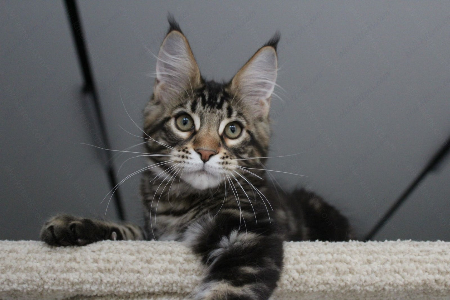 Maine Coon Kitten Name "Prince"