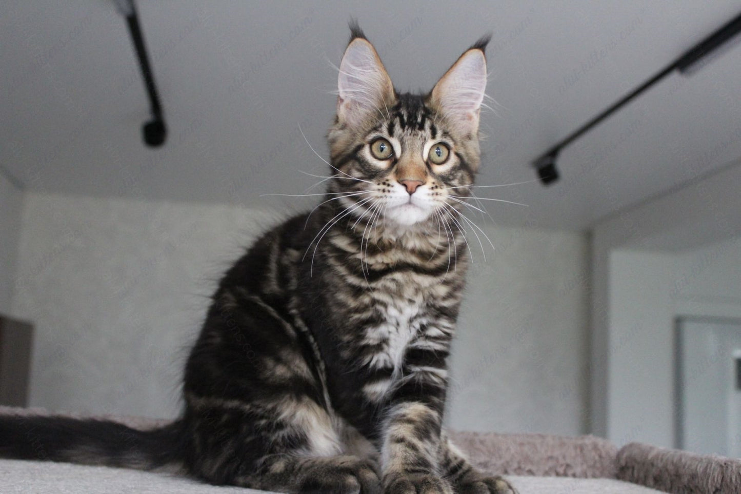 Maine Coon Kitten Name "Prince"