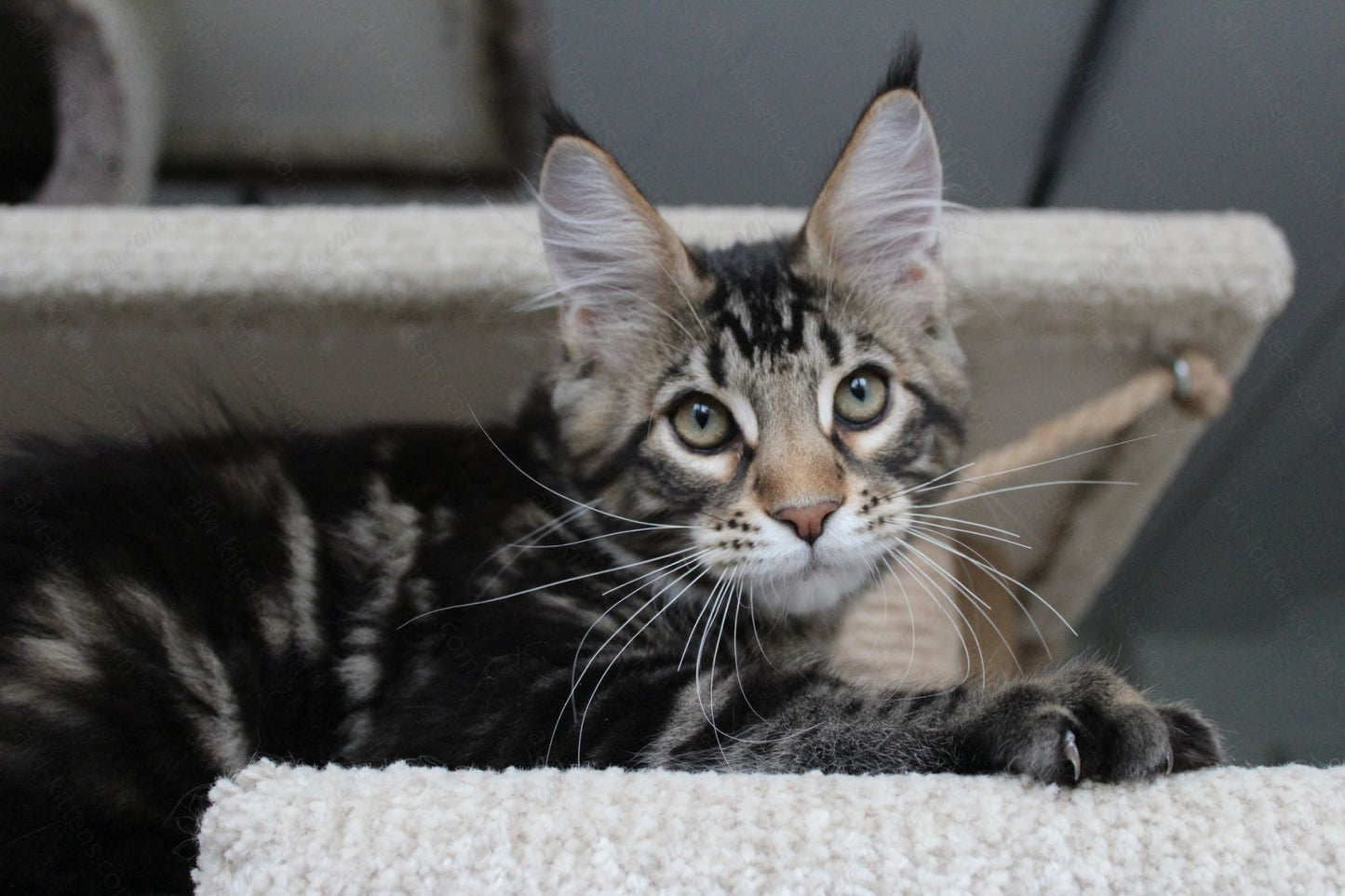 Maine Coon Kitten Name "Prince"