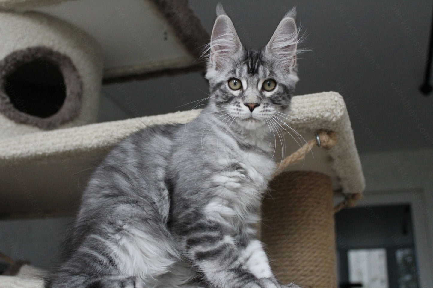 Maine Coon Kitten Name "Pixie"
