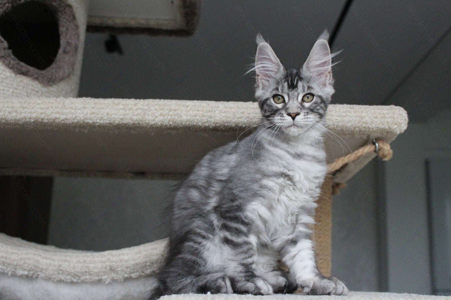 Maine Coon Kitten Name "Pixie"