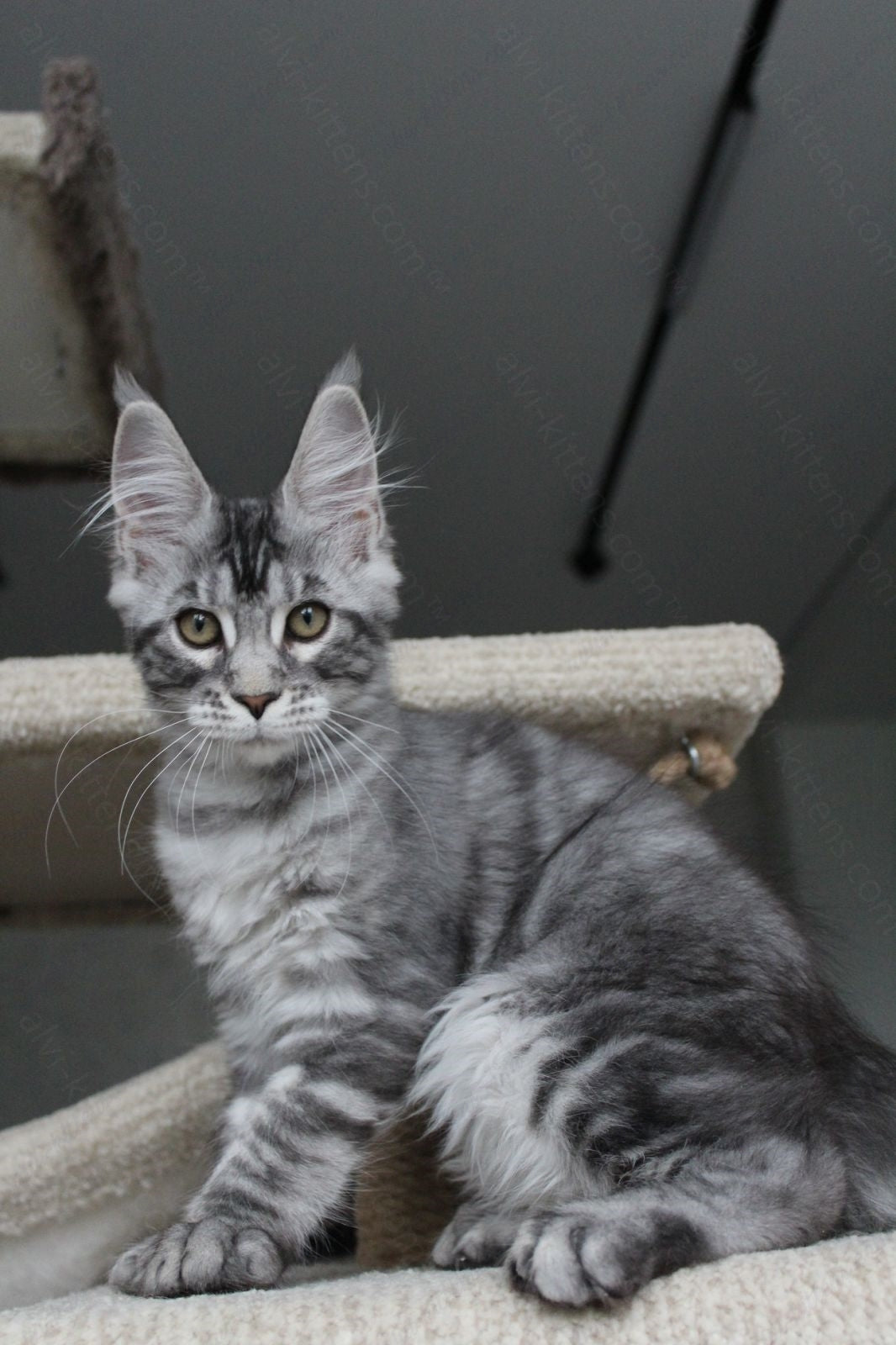 Maine Coon Kitten Name "Pixie"
