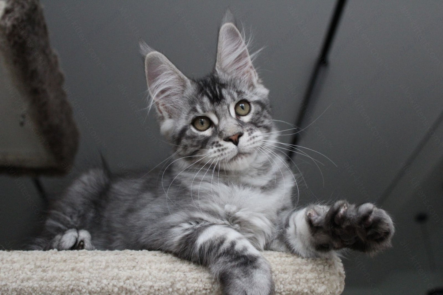 Maine Coon Kitten Name "Pixie"