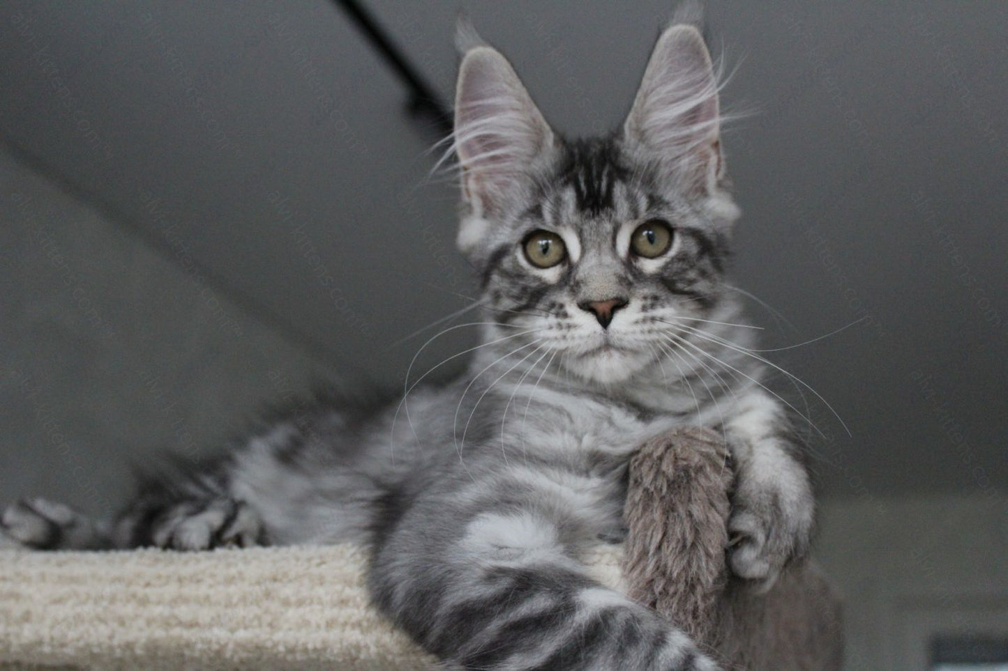 Maine Coon Kitten Name "Pixie"
