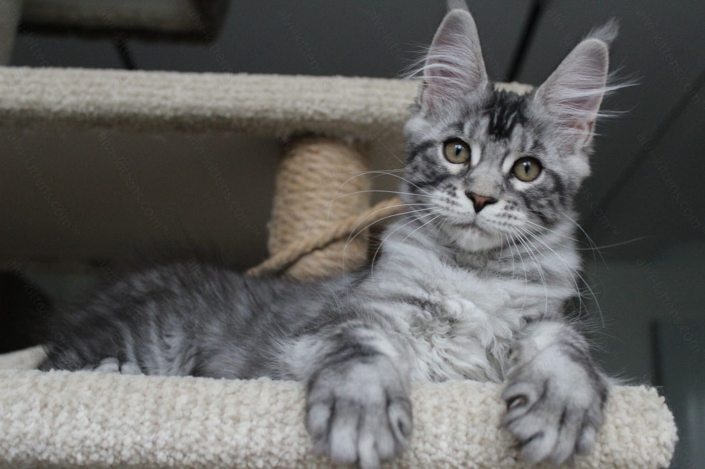 Maine Coon Kitten Name "Pixie"