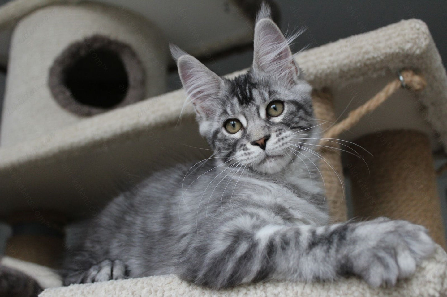 Maine Coon Kitten Name "Pixie"