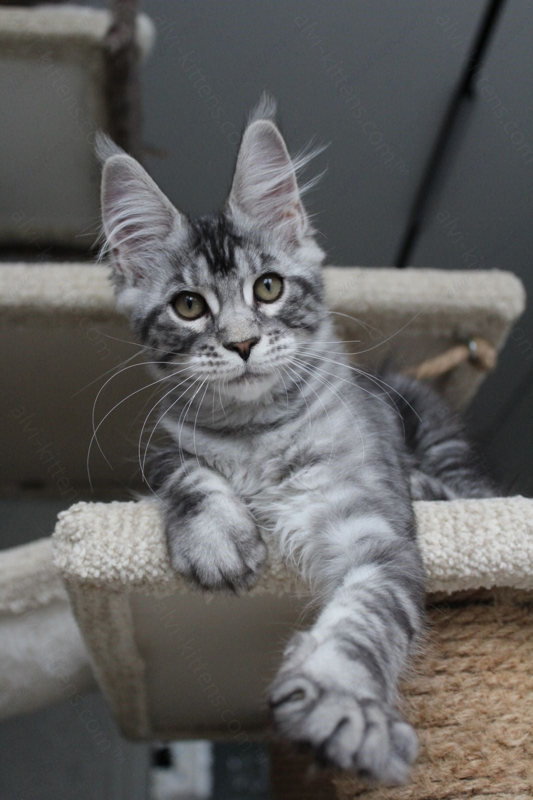 Maine Coon Kitten Name "Pixie"