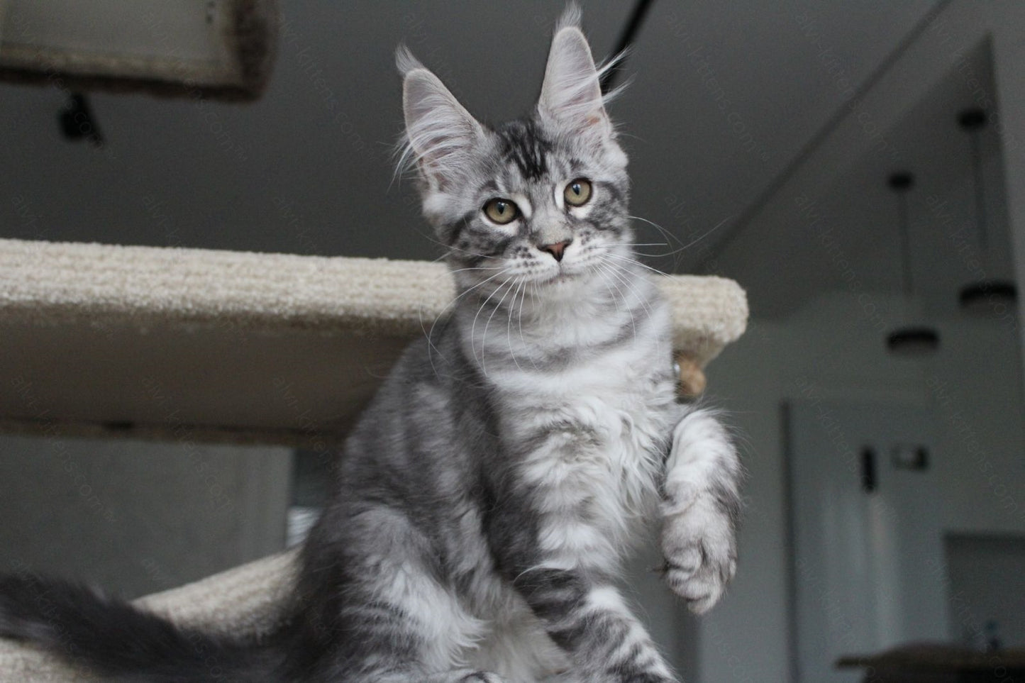 Maine Coon Kitten Name "Pixie"