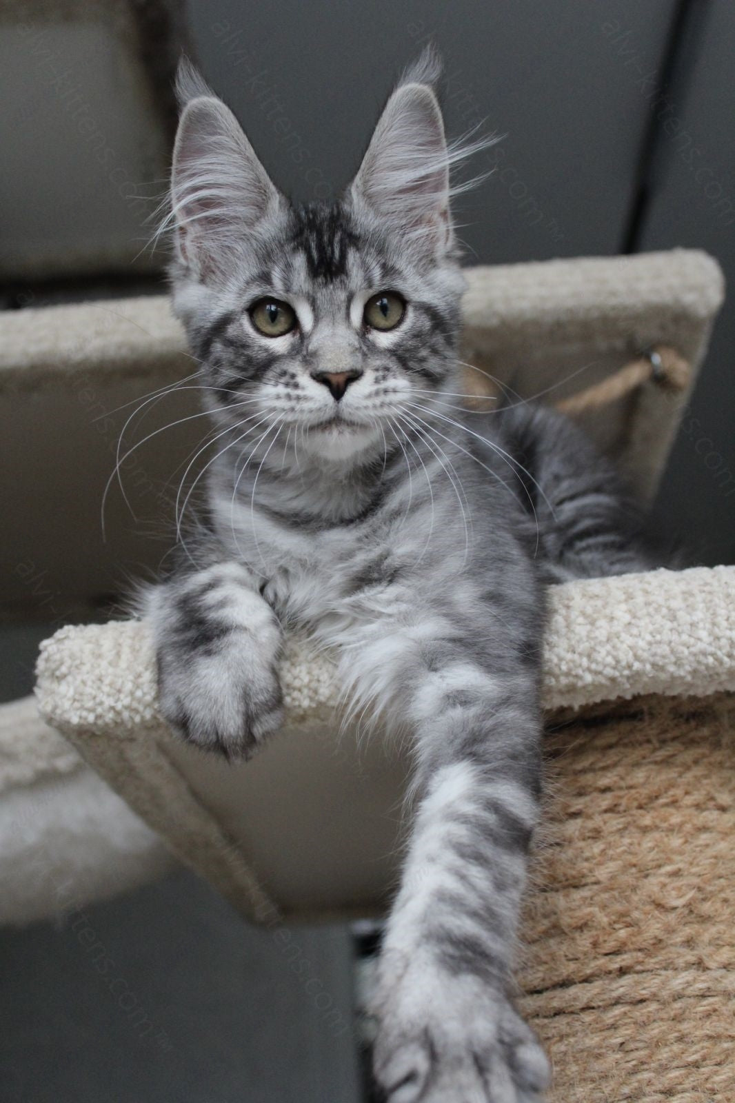 Maine Coon Kitten Name "Pixie"