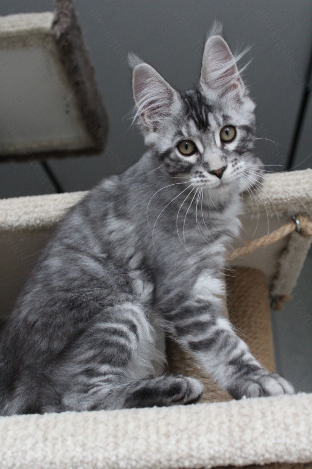 Maine Coon Kitten Name "Pixie"