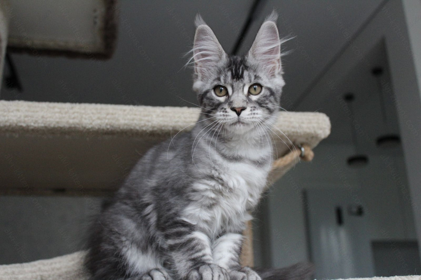 Maine Coon Kitten Name "Pixie"