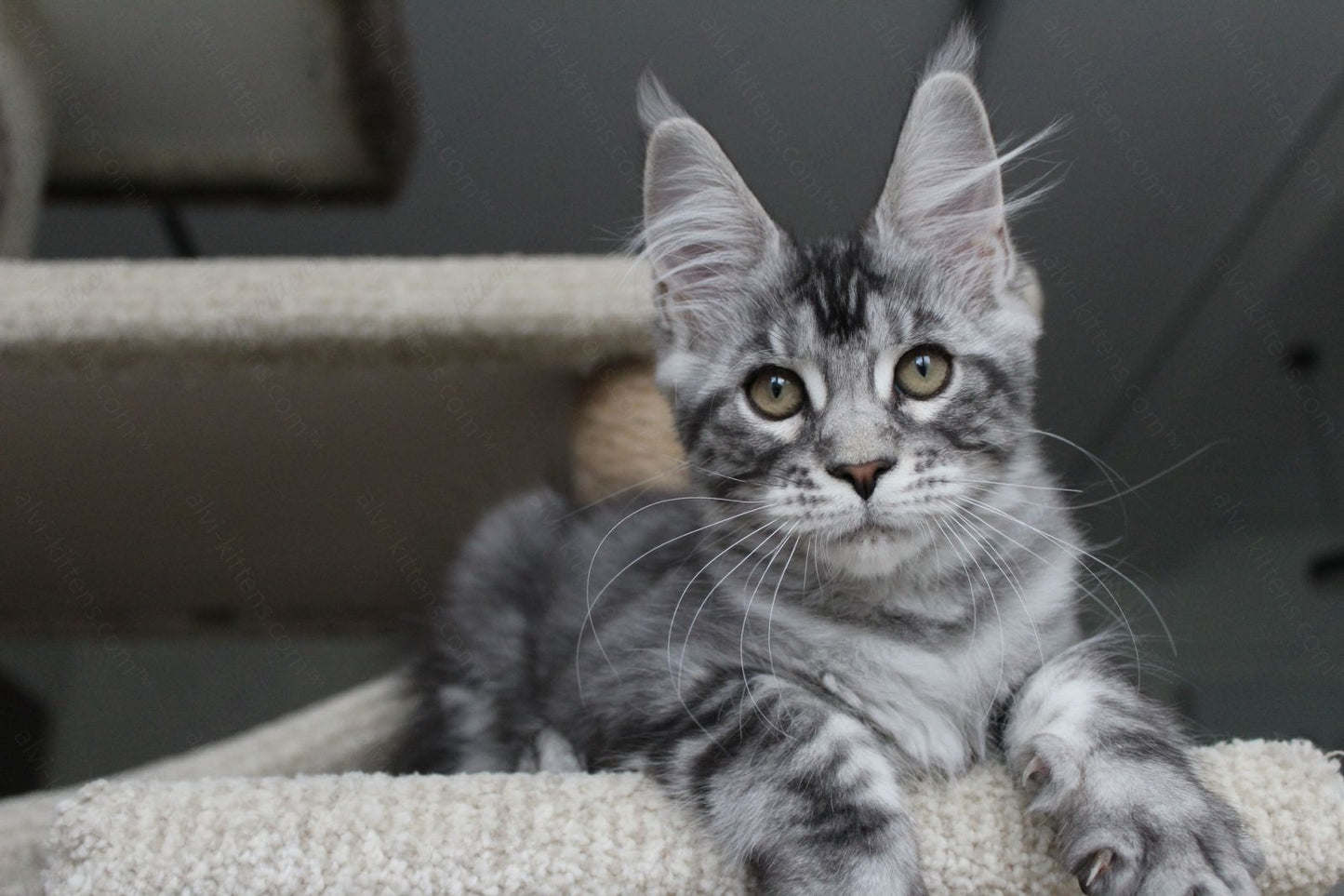 Maine Coon Kitten Name "Pixie"