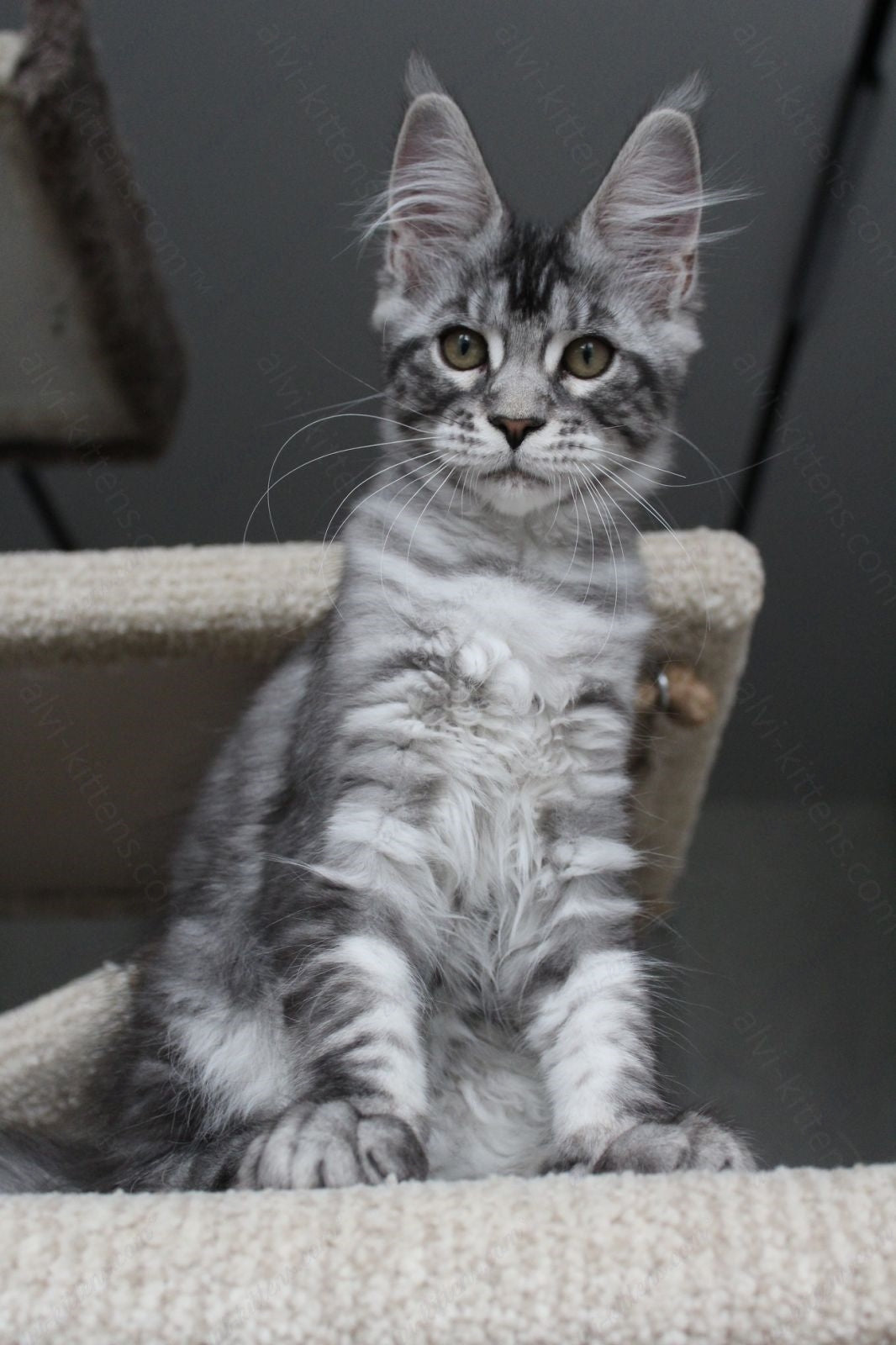 Maine Coon Kitten Name "Pixie"