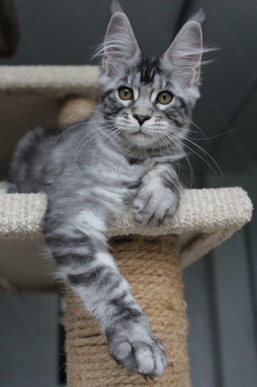 Maine Coon Kitten Name "Pixie"