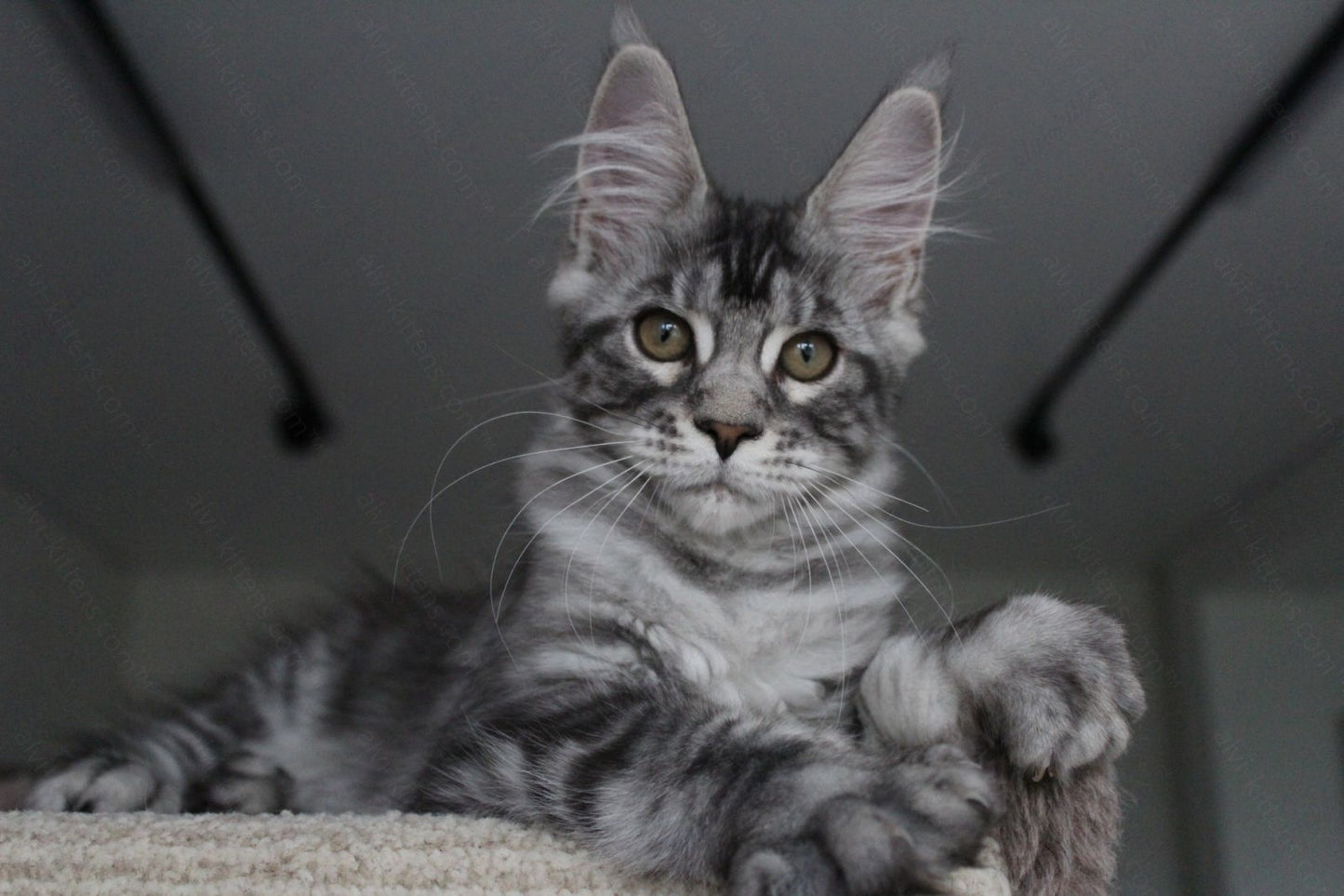 Maine Coon Kitten Name "Pixie"