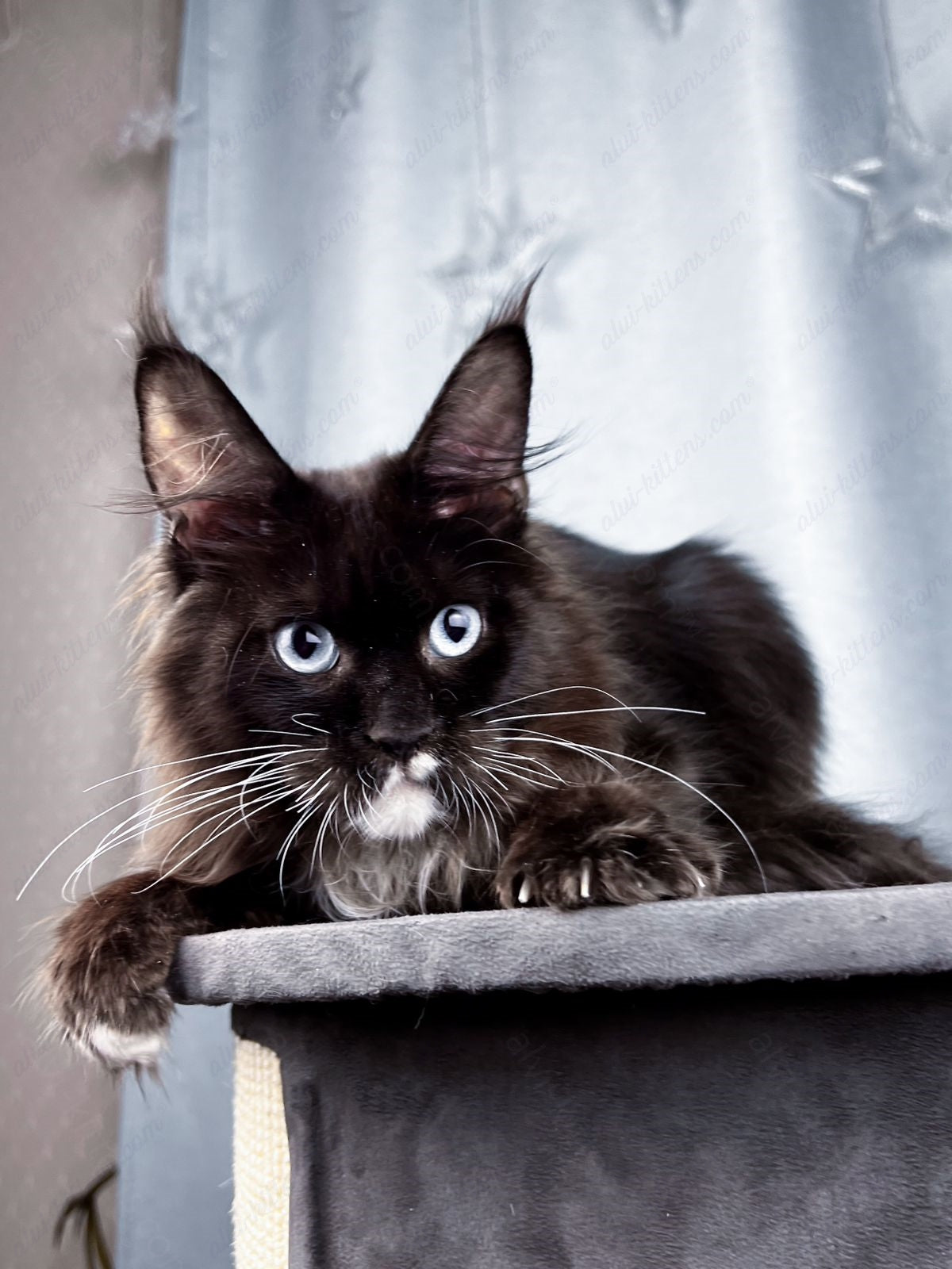 Maine Coon Kitten Name "Vinchester"