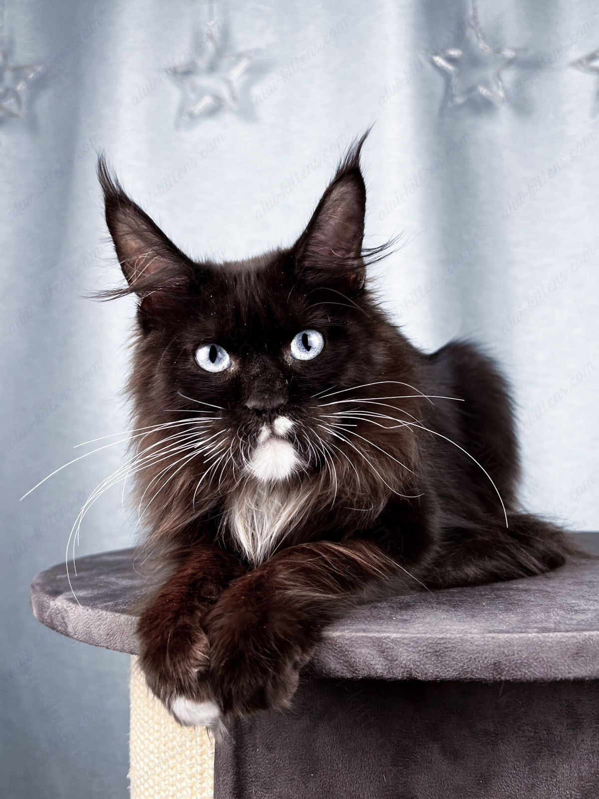 Maine Coon Kitten Name "Vinchester"