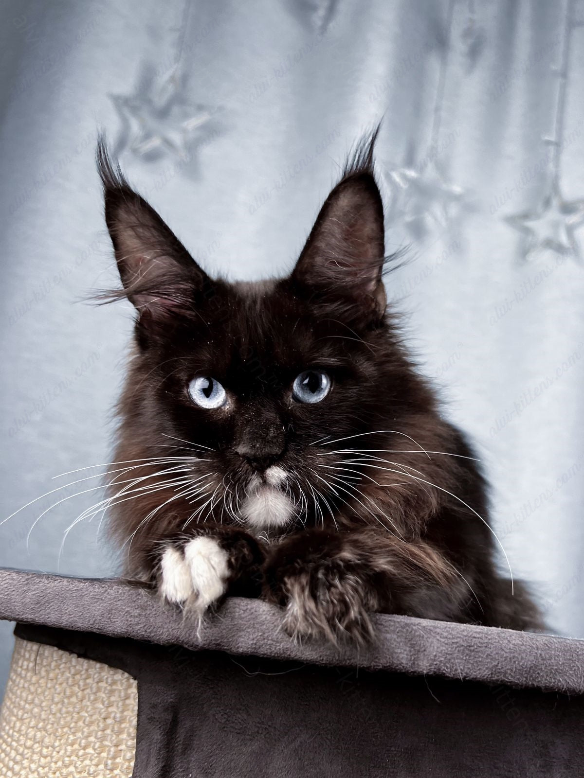 Maine Coon Kitten Name "Vinchester"