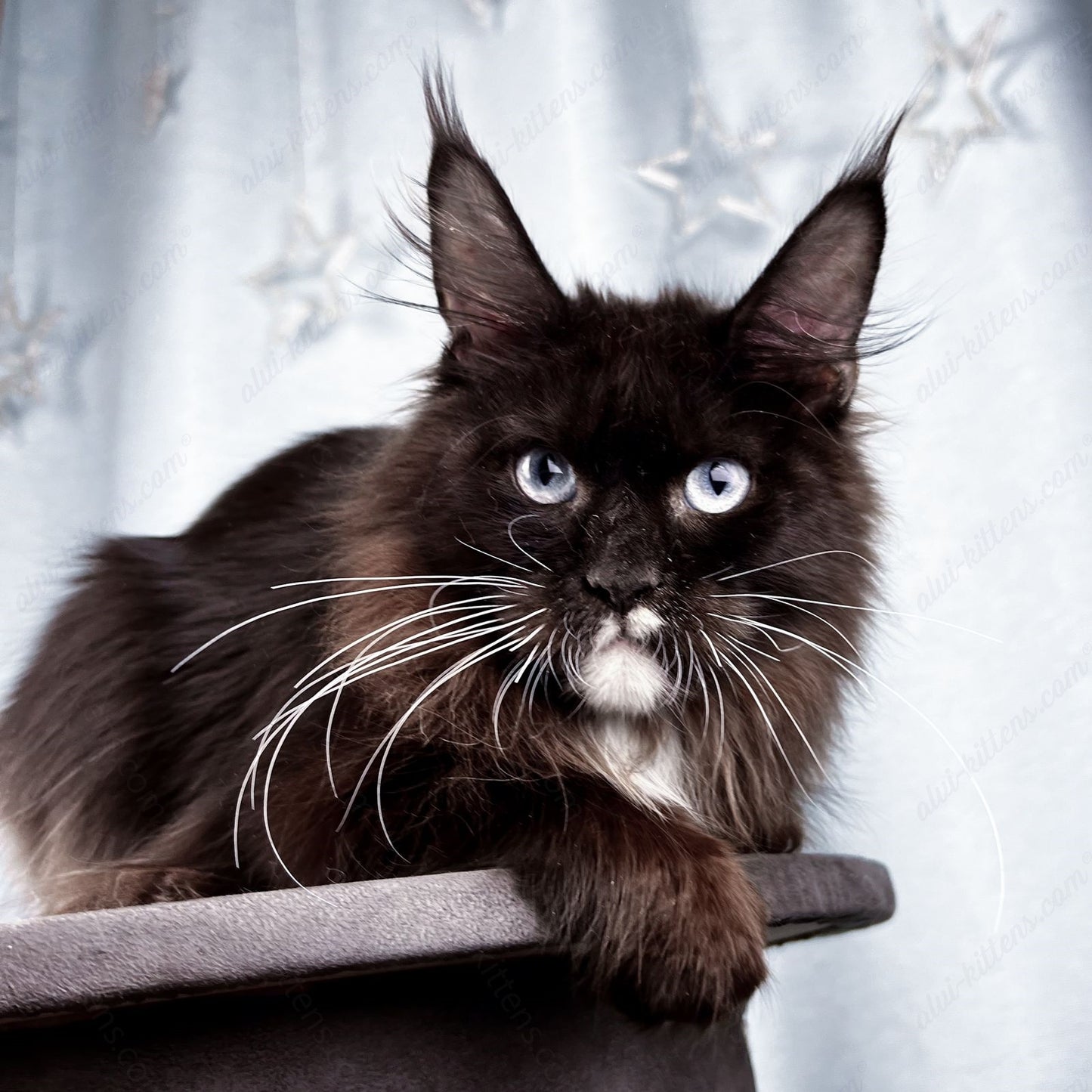 Maine Coon Kitten Name "Vinchester"