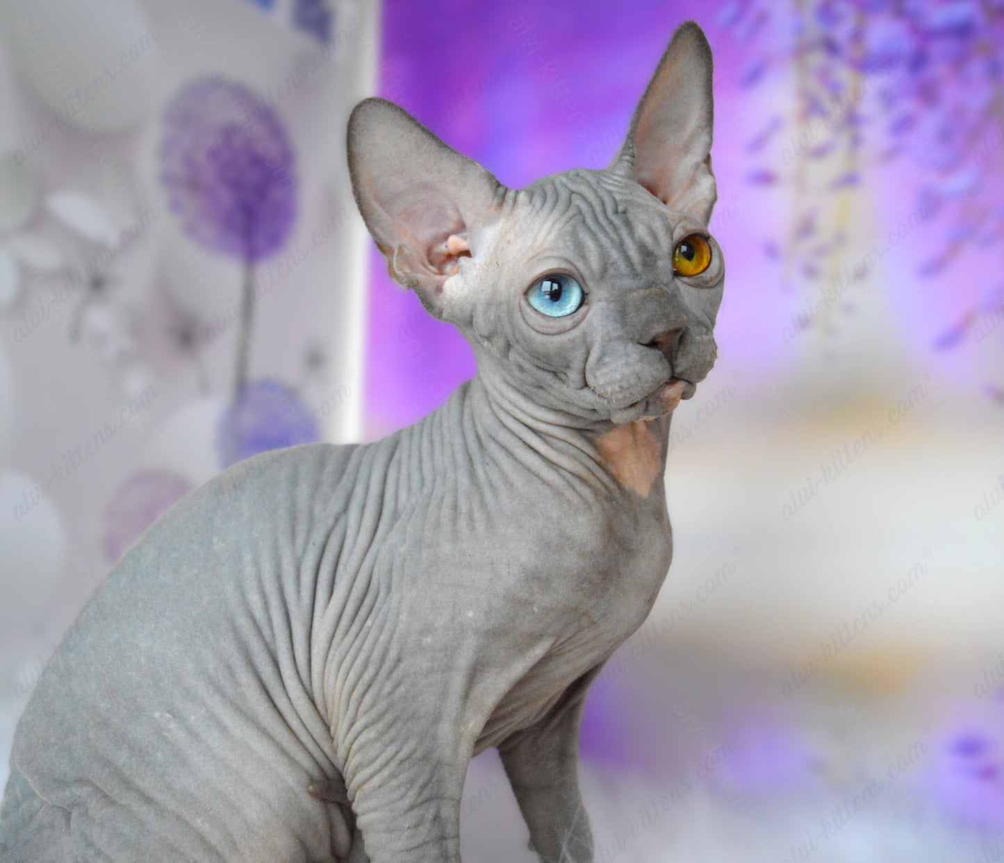 Canadian Sphynx Kitten "CSm-019" DBE