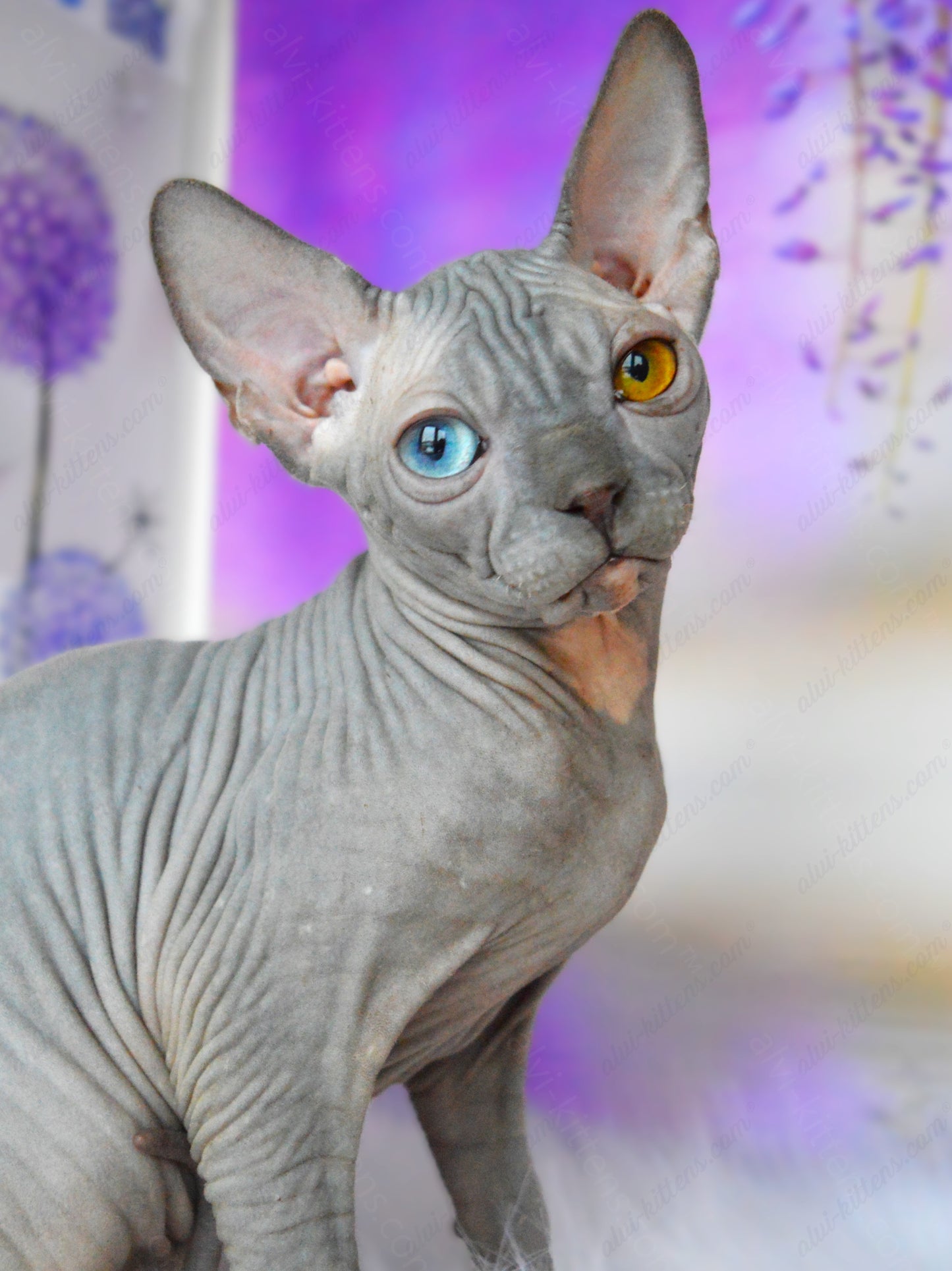Canadian Sphynx Kitten "CSm-019" DBE