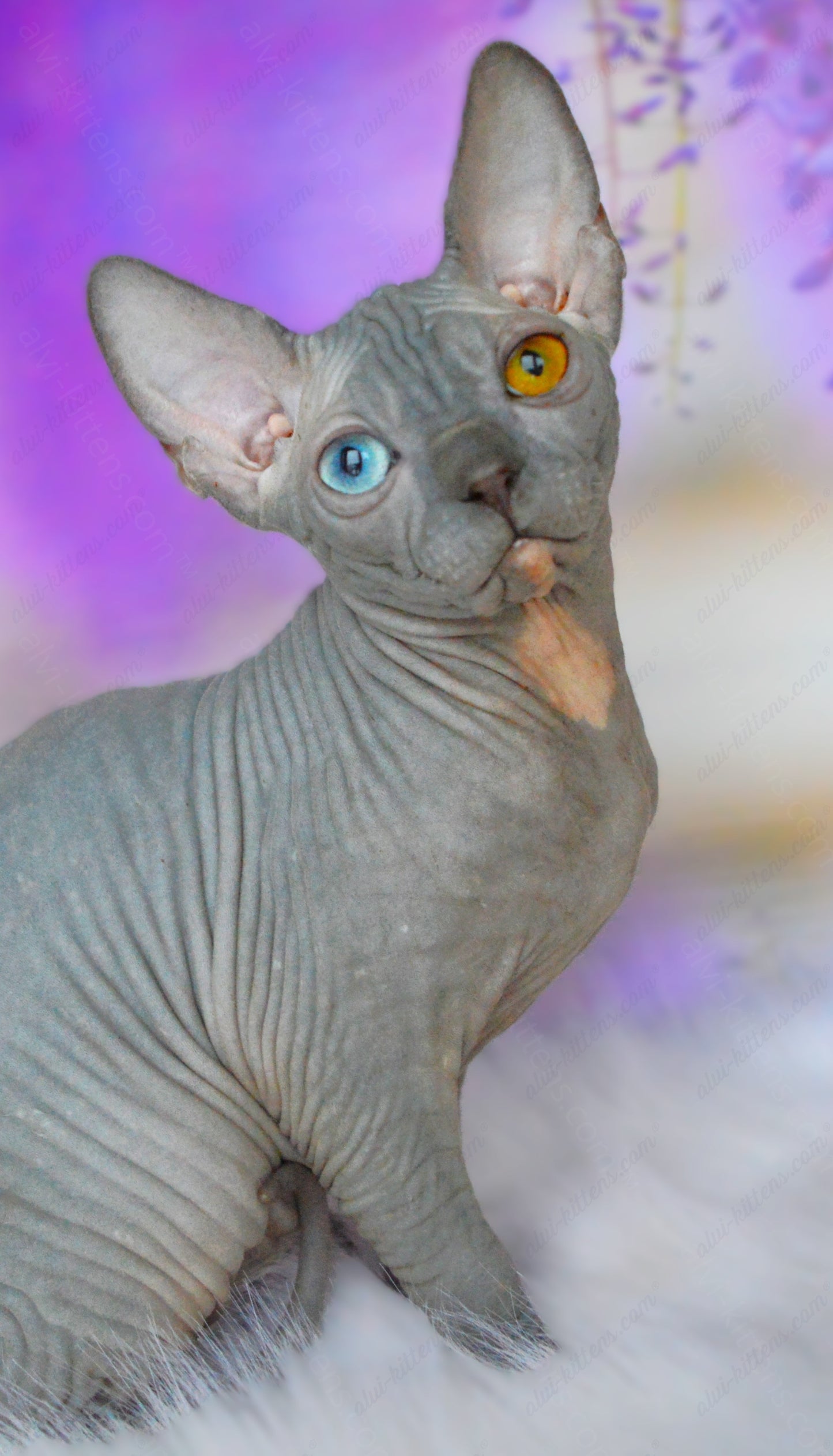 Canadian Sphynx Kitten "CSm-019" DBE