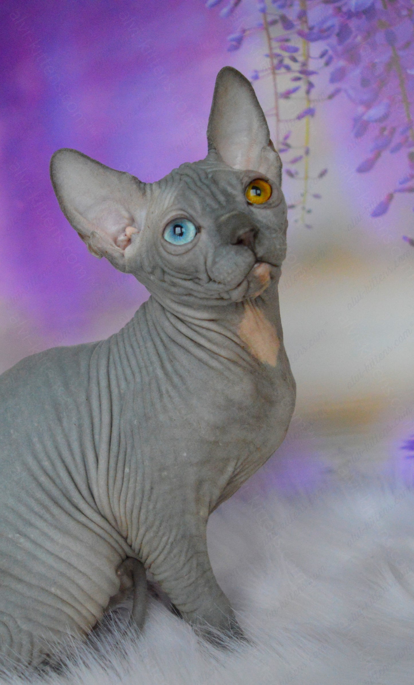Canadian Sphynx Kitten "CSm-019" DBE