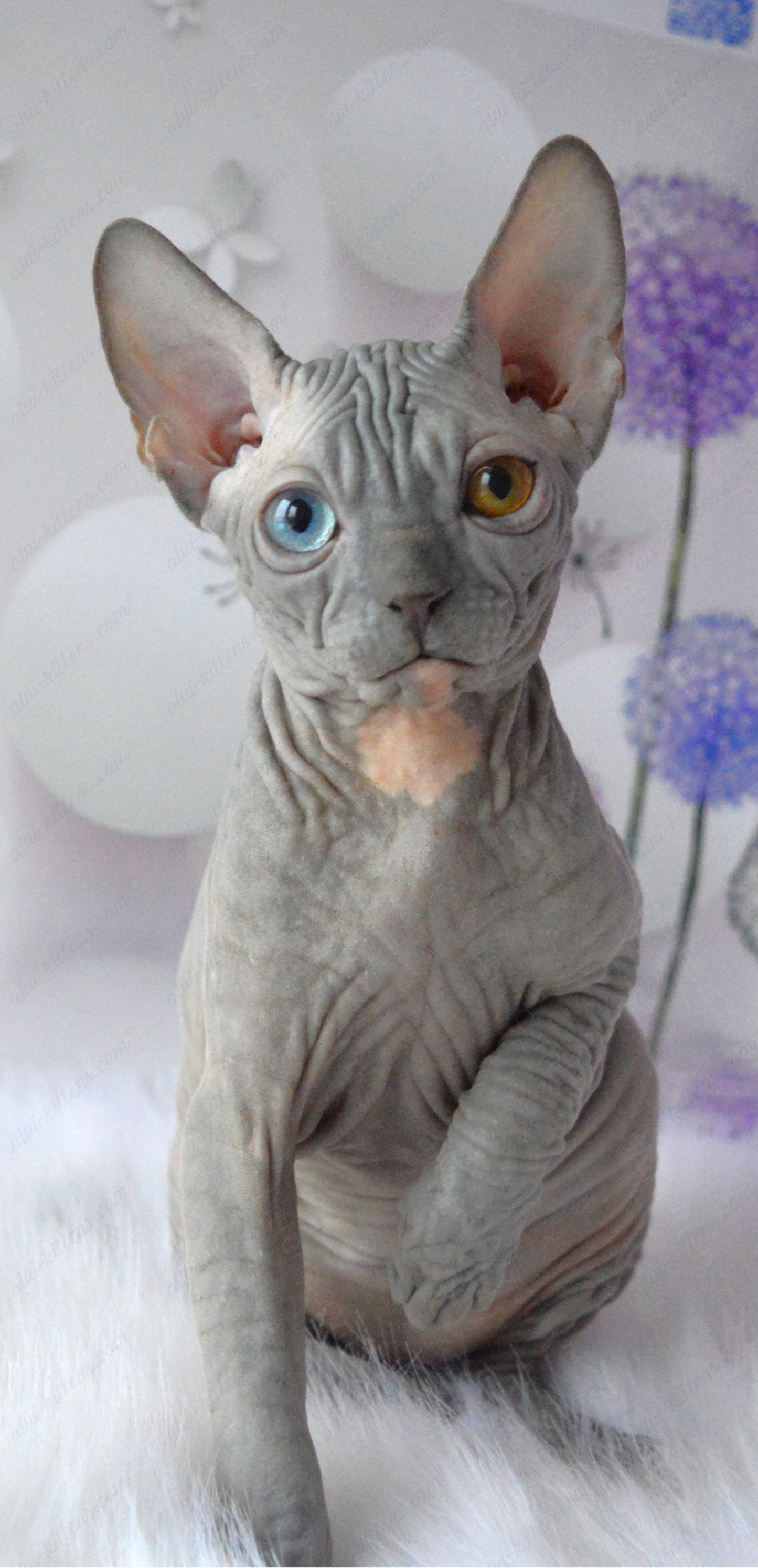 Canadian Sphynx Kitten "CSm-019" DBE
