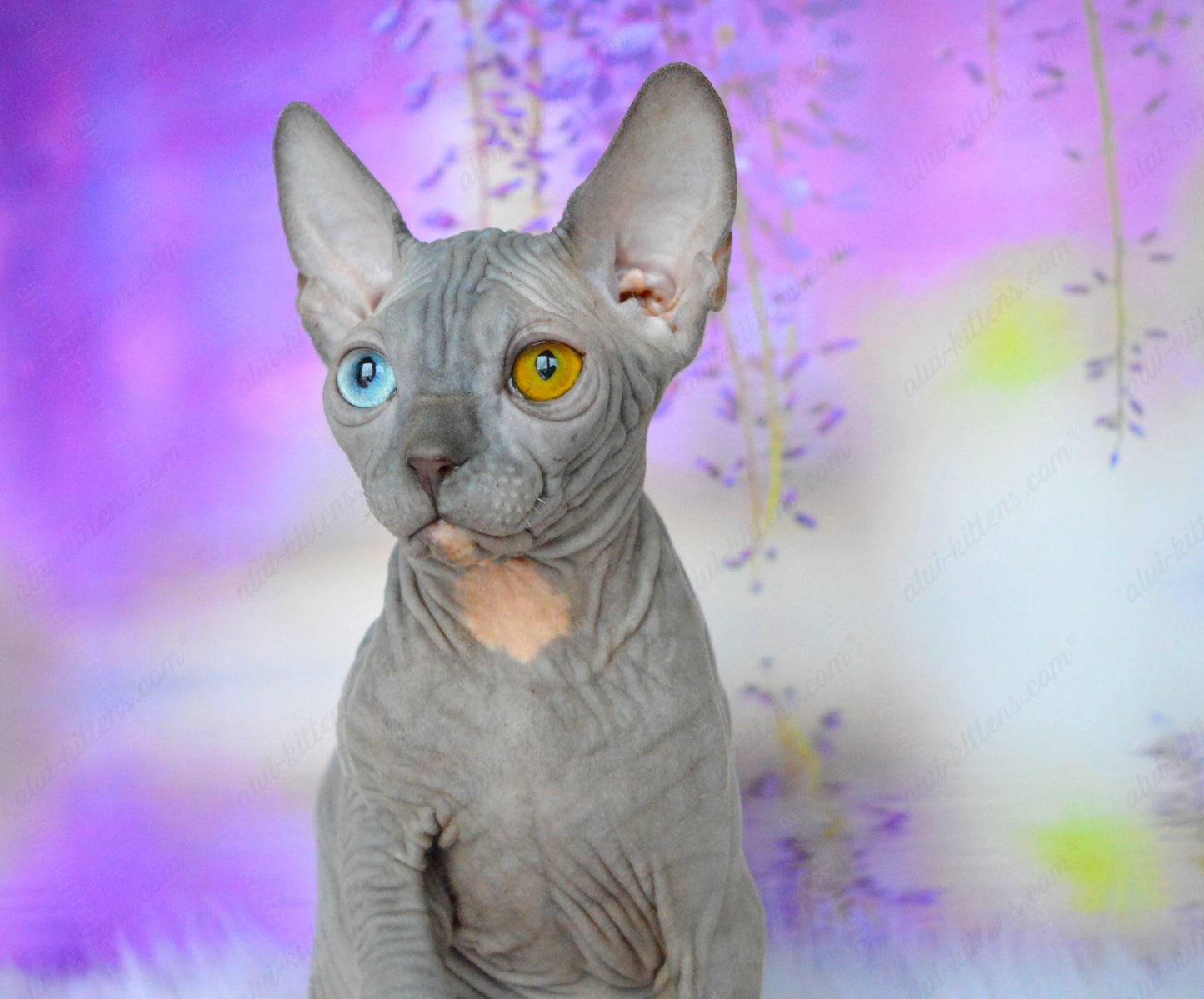 Canadian Sphynx Kitten "CSm-019" DBE