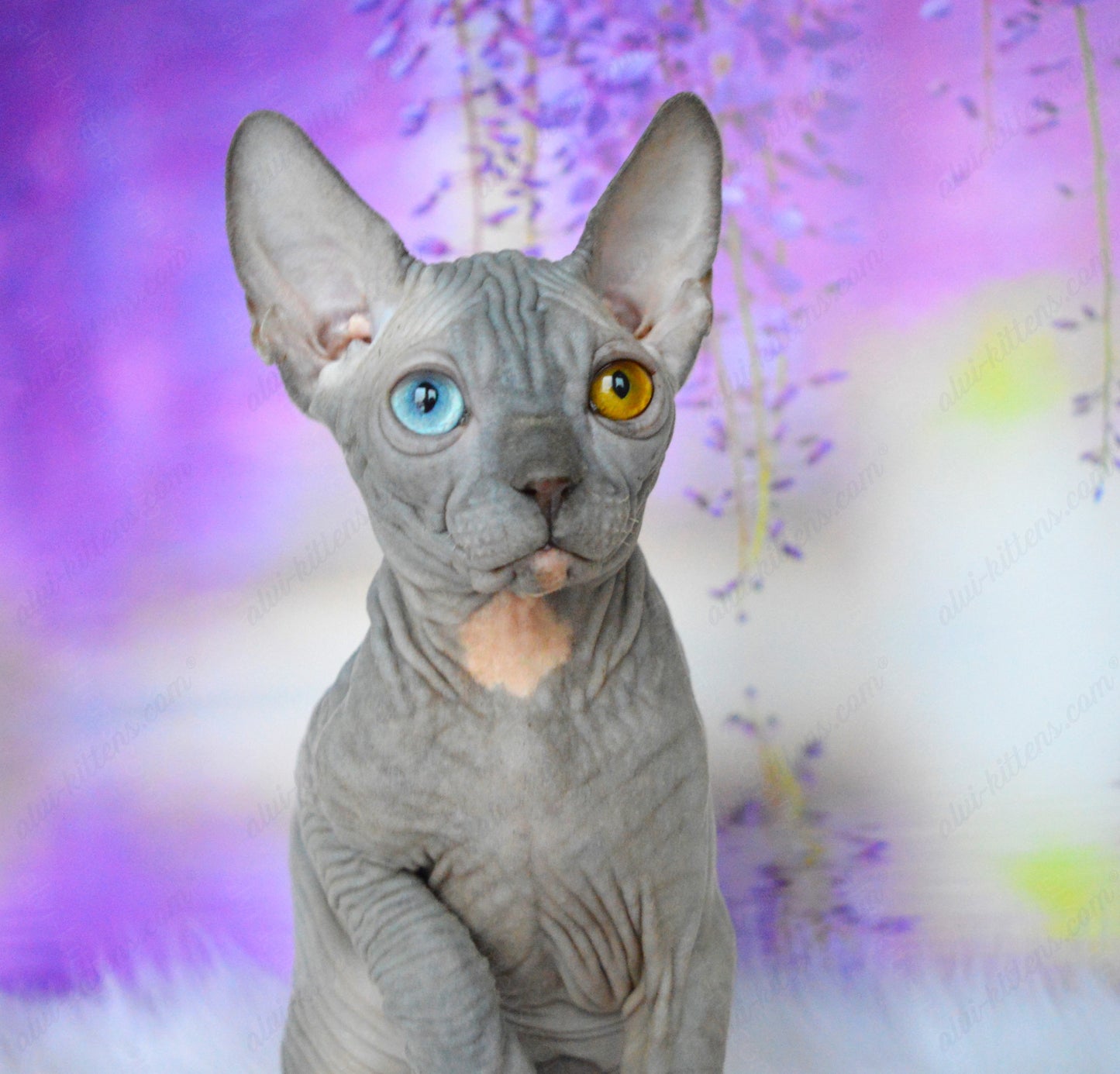Canadian Sphynx Kitten "CSm-019" DBE