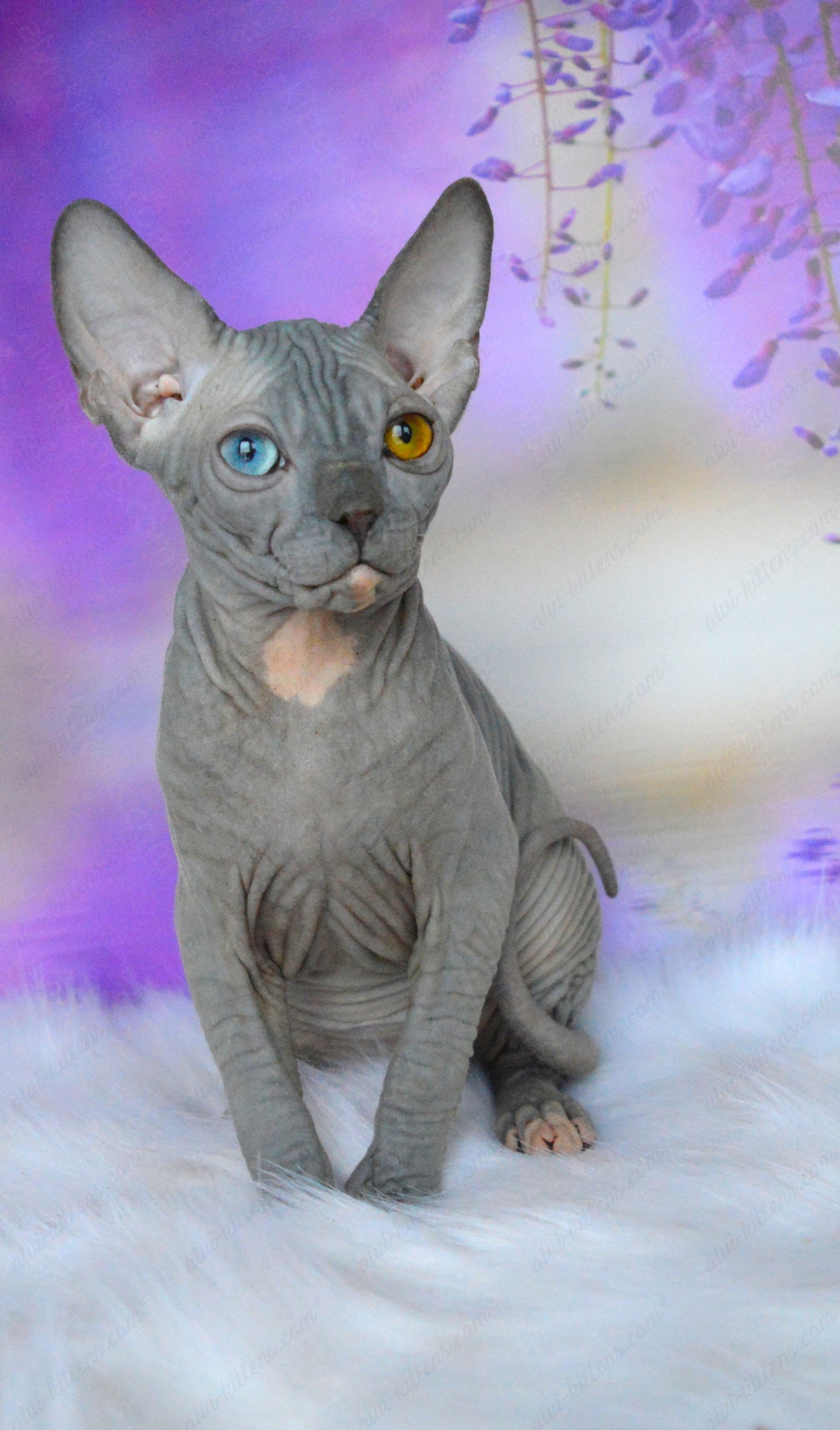 Canadian Sphynx Kitten "CSm-019" DBE