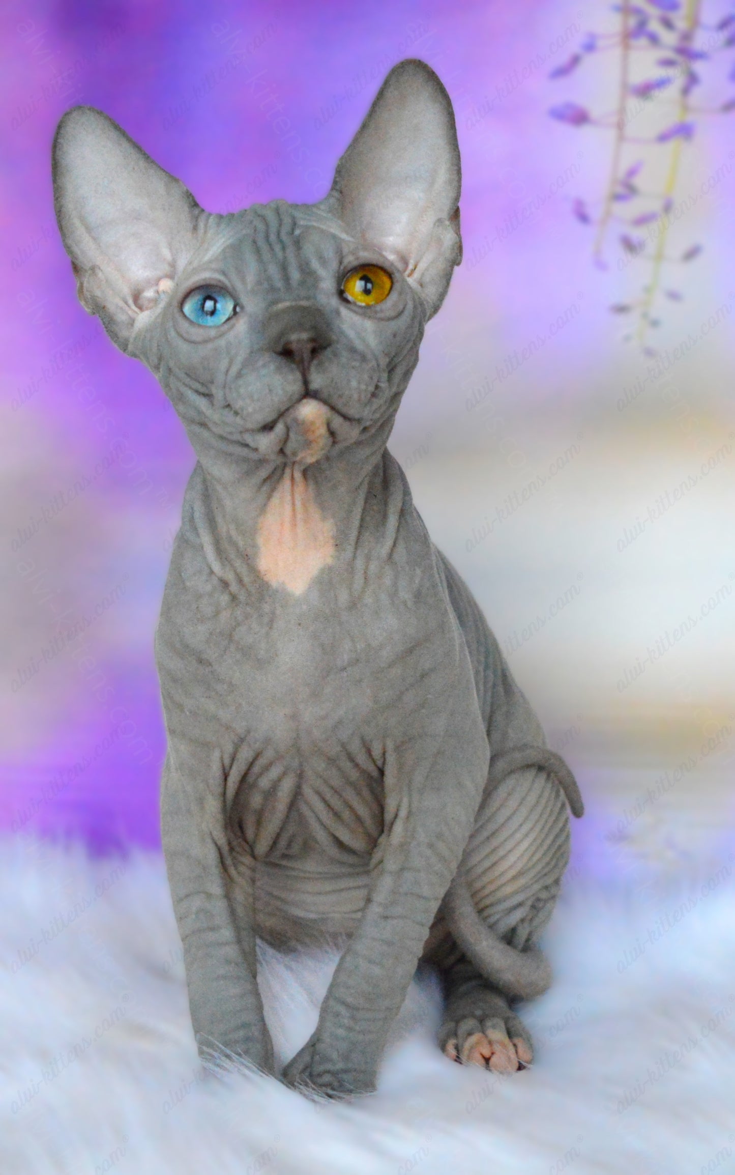 Canadian Sphynx Kitten "CSm-019" DBE