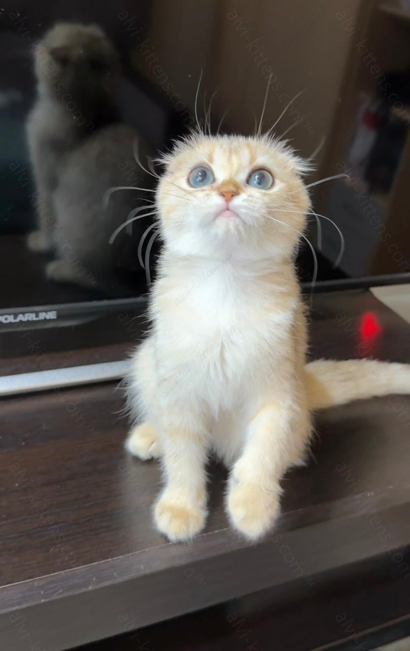 Scottish fold kitten name "SCf-001"