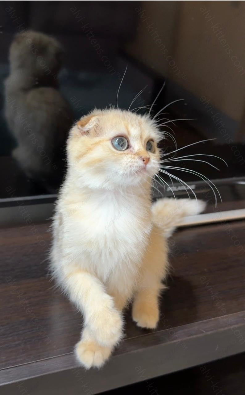 Scottish fold kitten name "SCf-001"