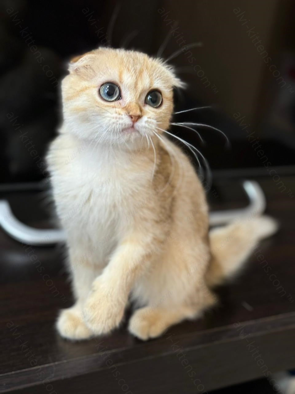 Scottish fold kitten name "SCf-001"