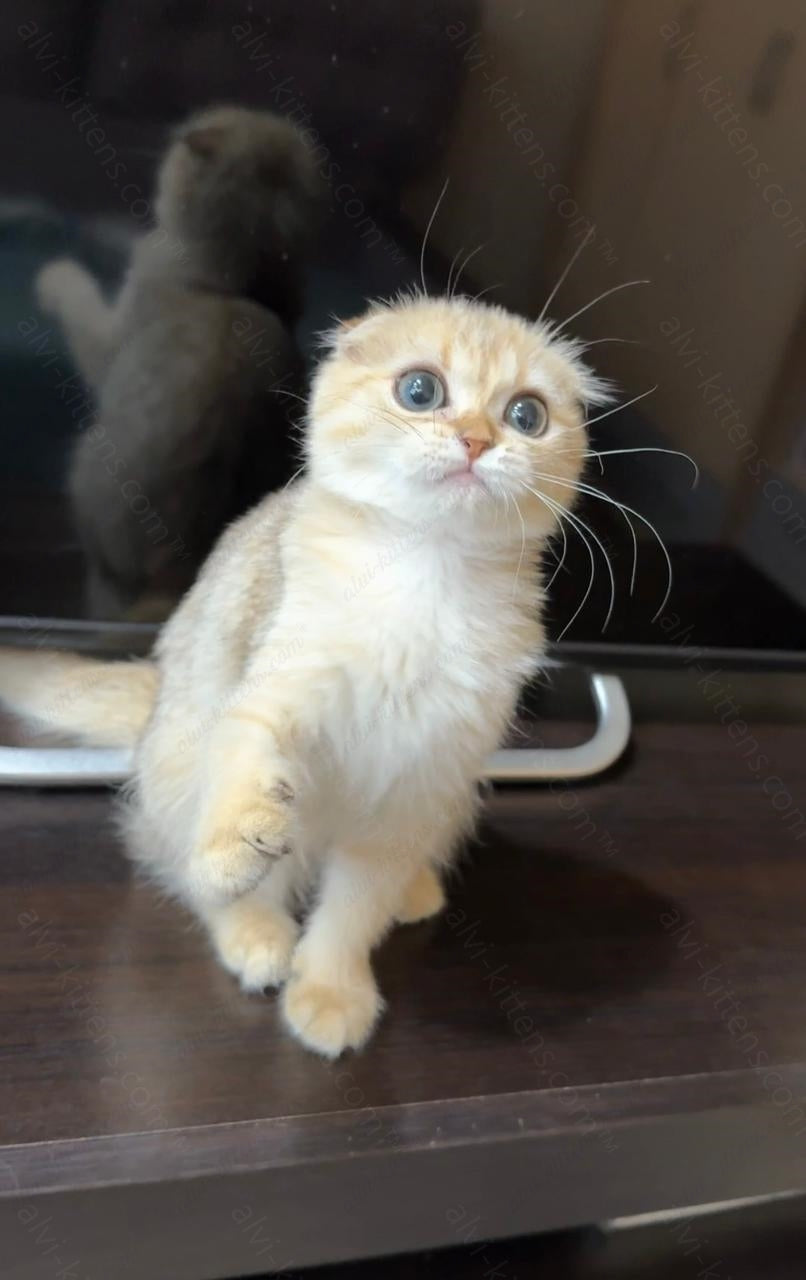Scottish fold kitten name "SCf-001"