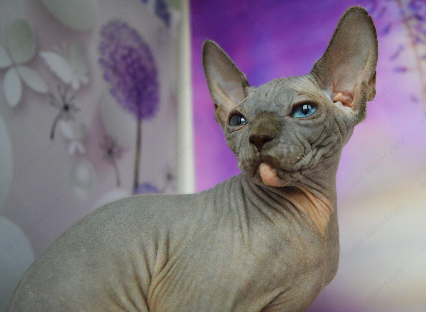Canadian Sphynx Kitten "CSm-018" DBE