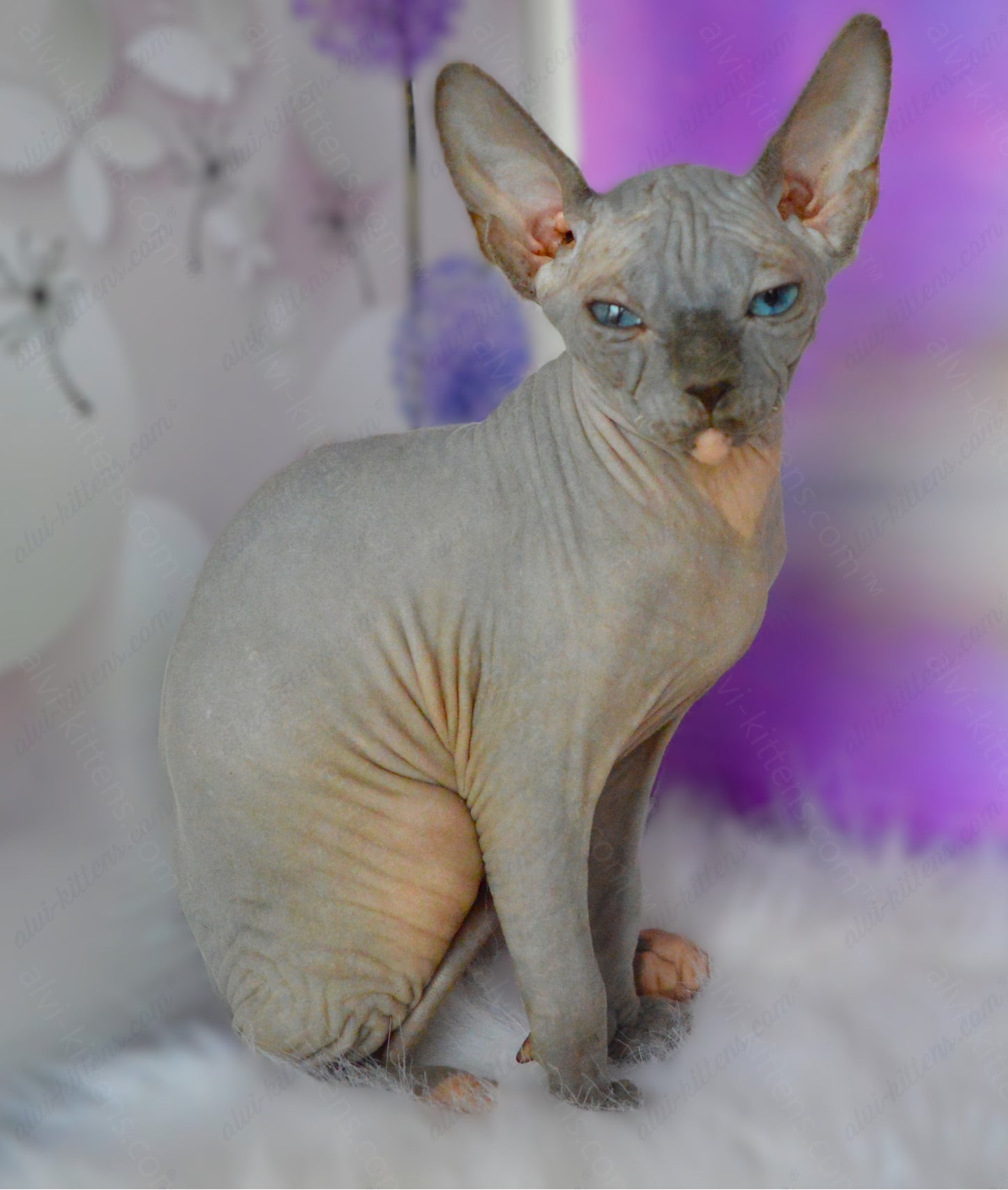 Canadian Sphynx Kitten "CSm-018" DBE