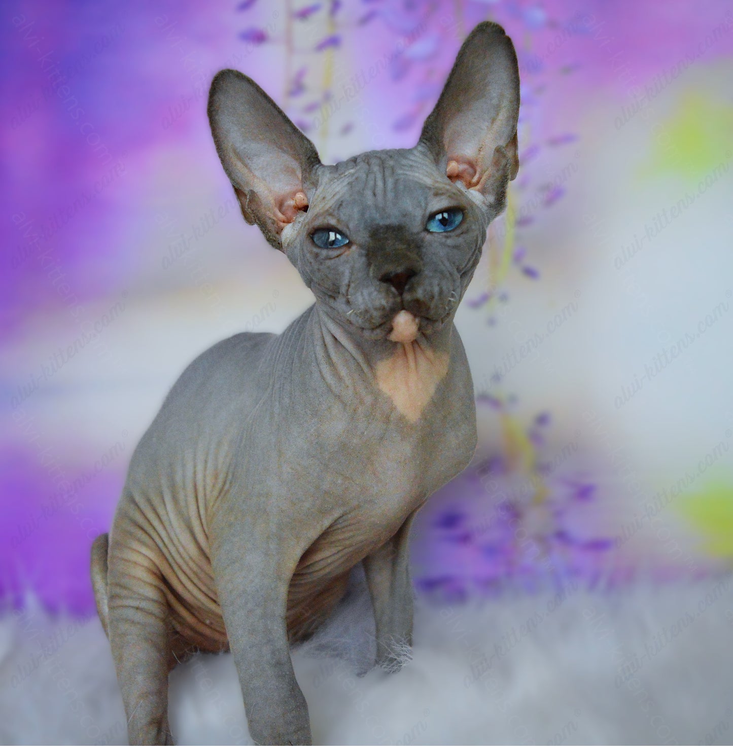 Canadian Sphynx Kitten "CSm-018" DBE