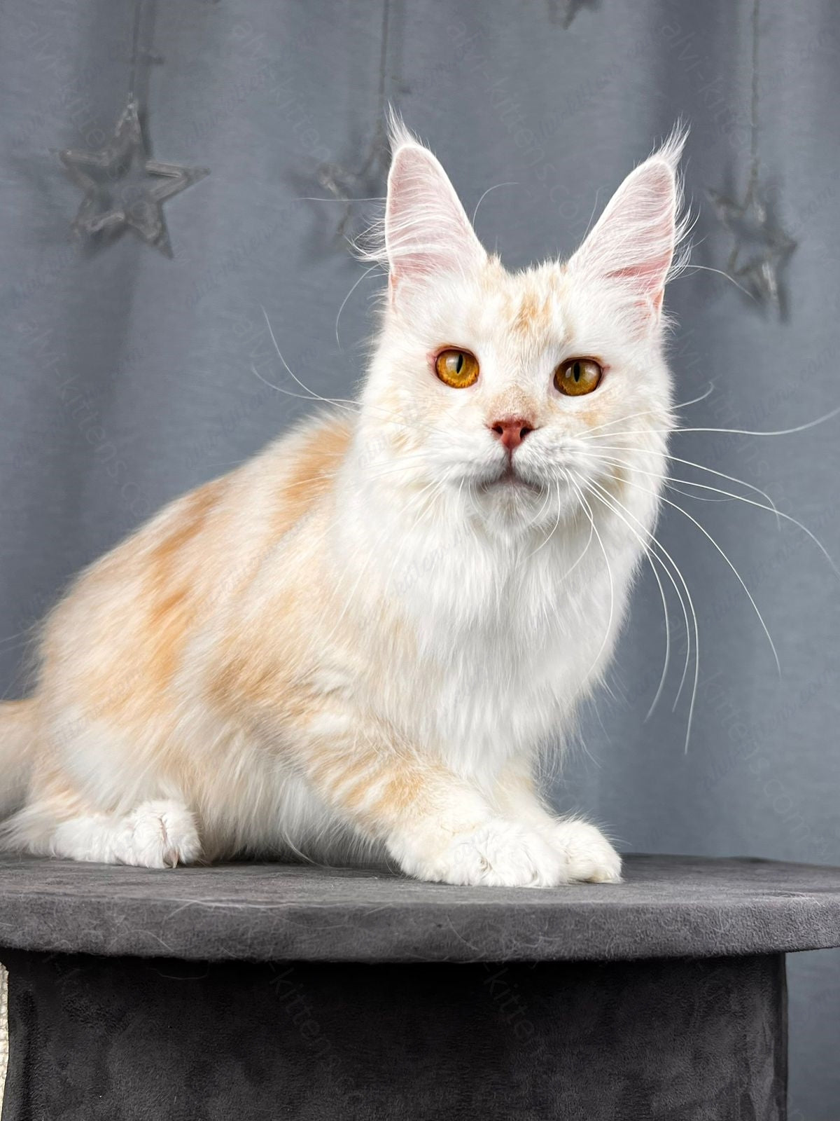 Maine Coon Cat Name "Milana"